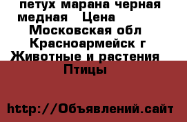 петух марана черная медная › Цена ­ 1 200 - Московская обл., Красноармейск г. Животные и растения » Птицы   
